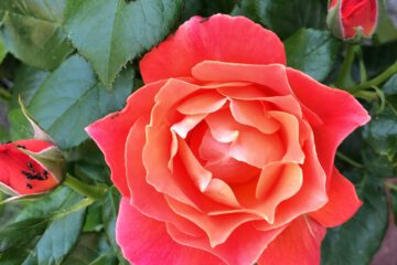 Bild einer Rose